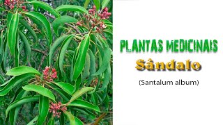 42  Plantas Medicinais  SÂNDALO Santalum album Óleo Essencial de Sândalo [upl. by Myna]