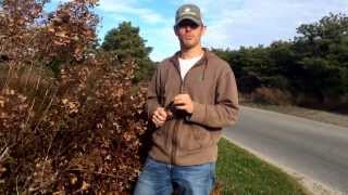 How to Prune Hydrangea Paniculata Shrubs [upl. by Oiluarb]