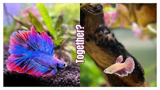 Can you keep male and female bettas together [upl. by Idleman]