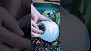 Philodendron mican repotting ☘️philodendron repotting plantcare shortsfeed youtube gardening [upl. by Goldi]