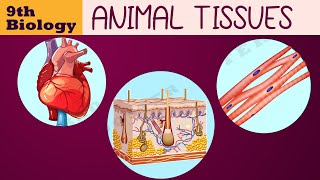 TISSUES  ANIMAL TISSUES  Class 9th biology chapter 2  Ncert class 9 SCIENCE  cbse syllabus [upl. by Davita]