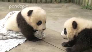 Lazy baby pandas playing [upl. by Enahpad]