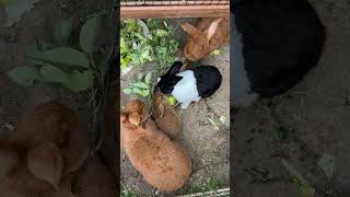 Cute Bunnies Enjoying Apple and Apple Leaves shorts asmr funny bunny rabbit animal [upl. by Gaddi150]