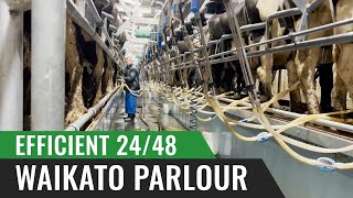 Efficient 2448 Waikato Parlour – Robin Blatchford England [upl. by Watson]