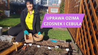 Sadzenie czosnku i cebuli ozimej ogród listopad cebula [upl. by Vedis]