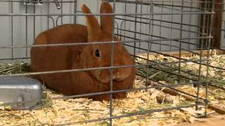 2014 NJ State Fair VLOGS  Rabbits [upl. by Gabie]