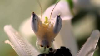 Hymenopus coronatus eating a fly [upl. by Stacee]