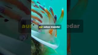 Meet the Oceans Weirdest Predators Sea Slugs shorts shortsvideo facts [upl. by Akeenahs821]