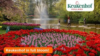 Keukenhof 2022 in full bloom 🌷 [upl. by Kubetz]