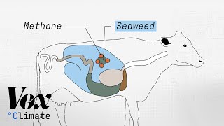 Cow burps are a climate problem Can seaweed help [upl. by Solim]