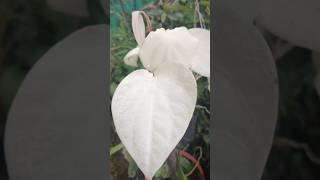 White leaf lushplants shortsviral gardening [upl. by Arahd]