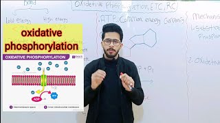 oxidative phosphorylation  lec 1 [upl. by Brewster]