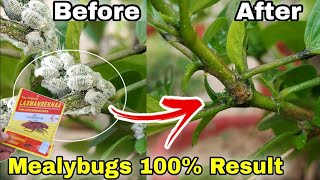 Use 3 simple secret solution of mealybugs treatment Hibiscus plants care English CC [upl. by Legyn]