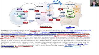 What difference between Warburg amp Reverse Warburg effect in cancer [upl. by Nevins12]