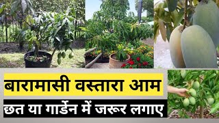 All Time Vastara Mango Grow Rooftop And Home Garden [upl. by Aylatan]