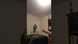 My RedTailed Hawk quotSnowquot reacts to RedTailed Call [upl. by Nyleda]