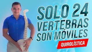 🥇 Solo 24 VERTEBRAS son Movibles ¿Quieres saber cuáles son Te las muestro en este vídeo 🤳 [upl. by Anilrahc]