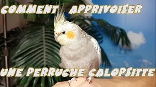 Comment apprivoiser une Calopsitte partie 2  How to tame a Cockatiel part 2 [upl. by Willard]