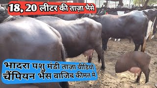 पशु मंडी वीडियो  pashu mandi new video  buffallo for sell  dairy farm buffalovideo [upl. by Ayekel]