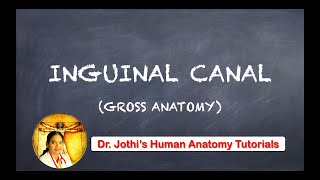 INGUINAL CANAL GROSS ANATOMY TAMIL  ENGLISH [upl. by Island]