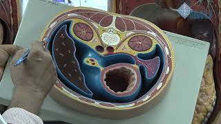 Lesser sac Epiploic foramen Peritoneal spaces amp Hepatorenal Pouch of Morrison [upl. by Macmullin]