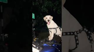 The Rider Oscar 🐶🫶🏻  OYE OSCAR shortsfeed rider ytshorts shorts trending viralvideo [upl. by Shermy174]