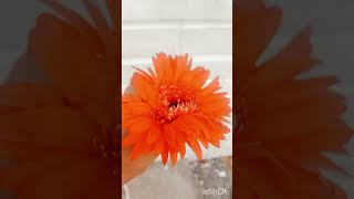 Please like and subscribe for flowers 🌷🌷🌷 lovers 🥰💕💕💕💕💕😘😍 [upl. by Eblehs]