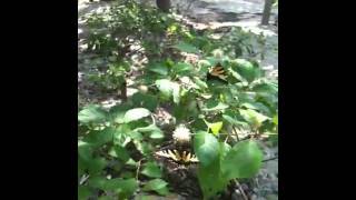 Cephalanthus occidentalis  Button Bush [upl. by Tlihcox604]