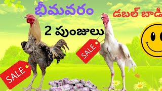 sale భీమవరం డబల్ బాడీ పుంజు రెండు సేల్birds video viral 9542131141 [upl. by Santiago]