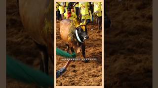 Palamedu Jallikattu 2024 shorts jallikattu [upl. by Notgnimer]