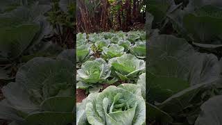 Cabbages farming [upl. by Enelyt]