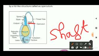 NEMATOCYSTS DEFENCE STRUCTURE AND DEFENCE MECHANISM IN CNIDARIA [upl. by Libbey720]