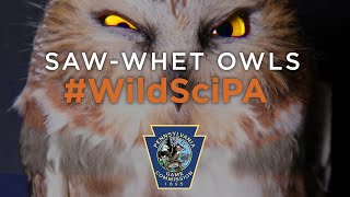 Northern Sawwhet Owl WildSciPA [upl. by Mika]