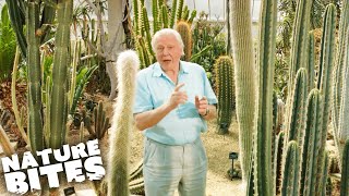 David Attenborough The Fascinating Life Cycle of Desert Plants  Nature Bites [upl. by Rogerson]