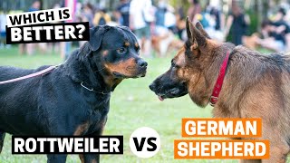 German Shepherd vs Rottweiler Which is Better for You [upl. by Ailad664]