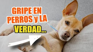 👇GRIPE En PERROS 🐶Virus De La Influenza Canina [upl. by Edgerton]