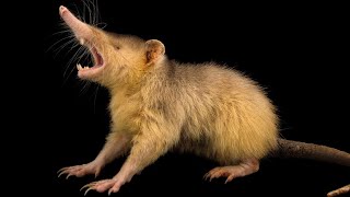 The Mysterious Solenodon Revealed [upl. by Asenad]