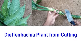 Dieffenbachia Plant Propagation from cutting  dumb cane propagation [upl. by Atnohsal]