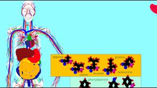 DIGESTIVE ENZMES PEPSIN FUNCTION [upl. by Whitman522]