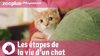 Du chaton au senior  les étapes de la vie dun chat [upl. by Tihom]