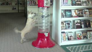 Barking Cairn Terrier Dog Attacks gumball machine in a Video Rental Store [upl. by Emil651]