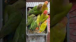 Lovebird Baby birds lovebirds parrot birdsell mirpur1birdmarket [upl. by Hannan]