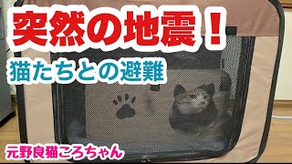 突然の地震！津波警報！猫たちと避難！元野良猫ころちゃん [upl. by Izabel]