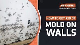 Wall Mold Removal  How to Get Rid of Mold on Walls  Mold Busters [upl. by Angell]