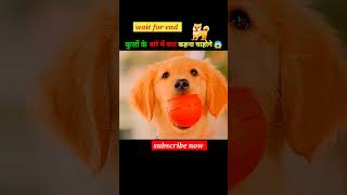 इन बच्चों का मासूमियत देखिए पूरा घर बिखेर दिया 😱  shorts dog movie anime [upl. by Krebs]