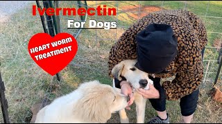 Save A Dogs life And Save Money Ivermectin For Dogs [upl. by Hpejsoj]