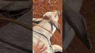 2°dia aplicado medicamento no bezerro fazendas agro gado nelore cavalo pecuaria vaca sitio [upl. by Aldwin]