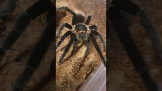 First Tarantula feeding video almost went wrong Tliltocatl vagans [upl. by Jehiah171]