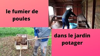 Le fumier de poules au potager [upl. by Lory]