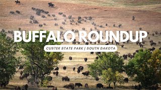 Buffalo Roundup at Custer State Park South Dakota [upl. by Ecnarret]